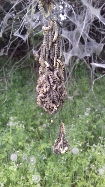 Yponomeuta cagnagella - pókhálós kecskerágómoly