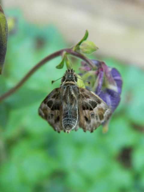 Carcharodus alceae - mályva-busalepke