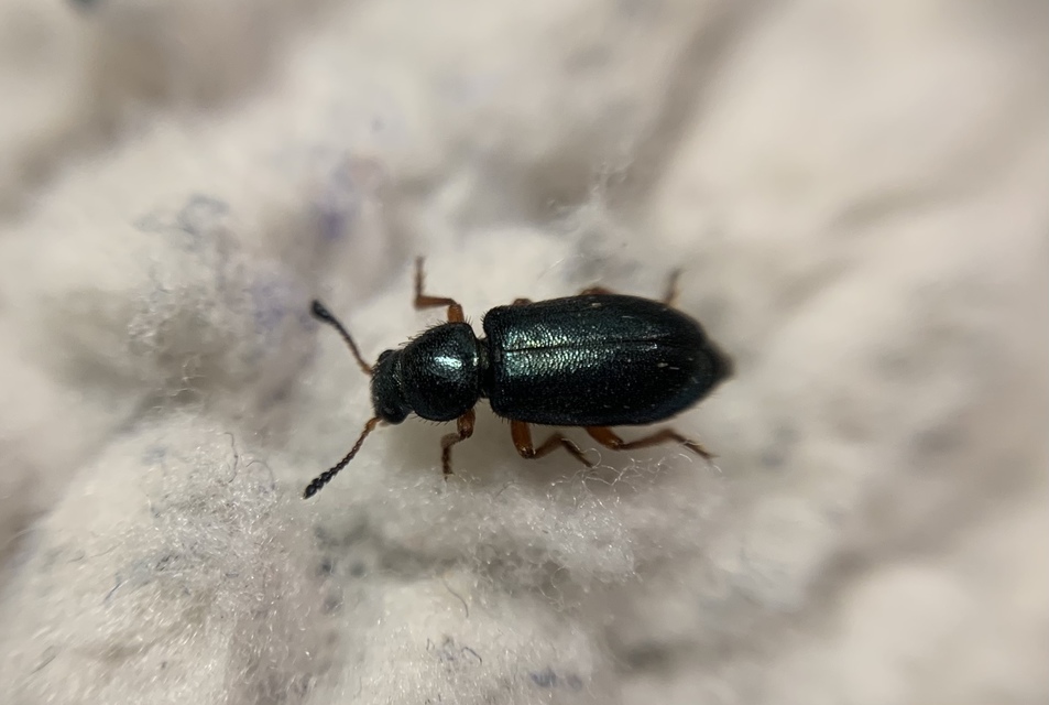 Necrobia rufipes - vöröslábú hullabogár