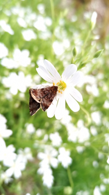 Panemeria tenebrata - apró sárgabagoly