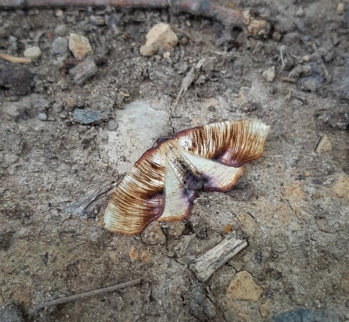 Plagodis dolabraria - baltaszárnyú araszoló