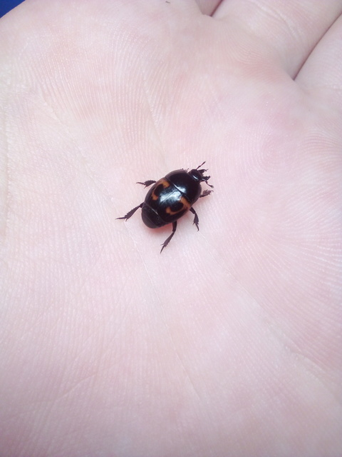 Hister quadrimaculatus - közönséges sutabogár
