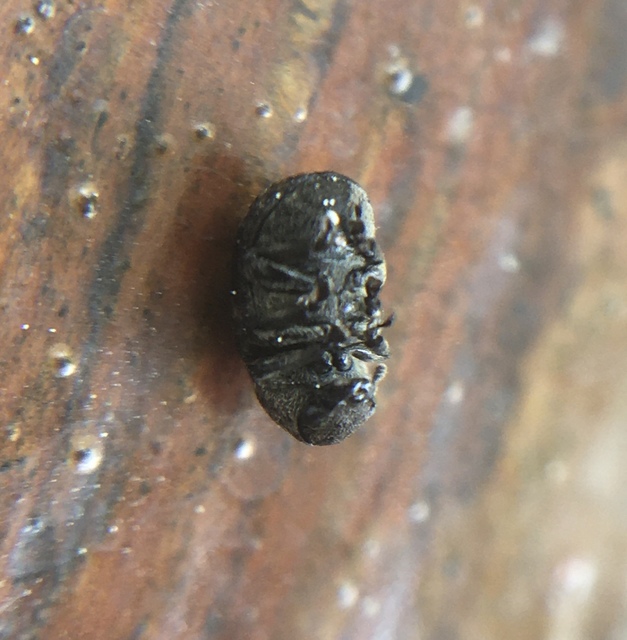 Anthribus nebulosus - ködfoltos pajzstetvész-orrosbogár
