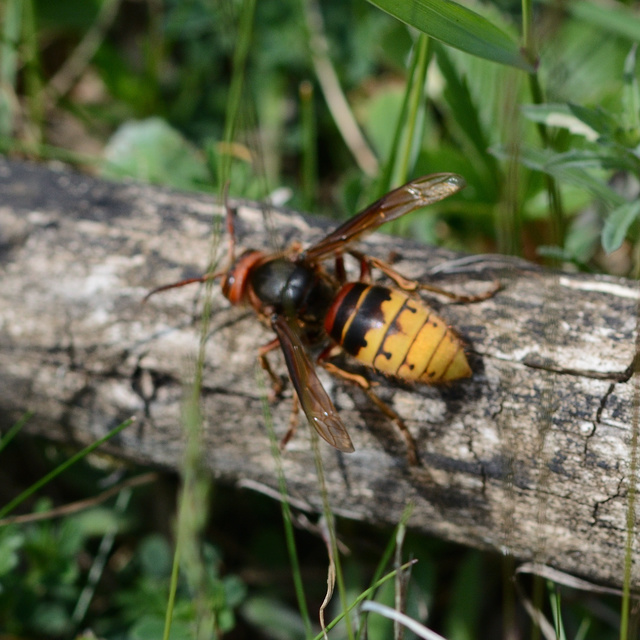 Vespa crabro - lódarázs