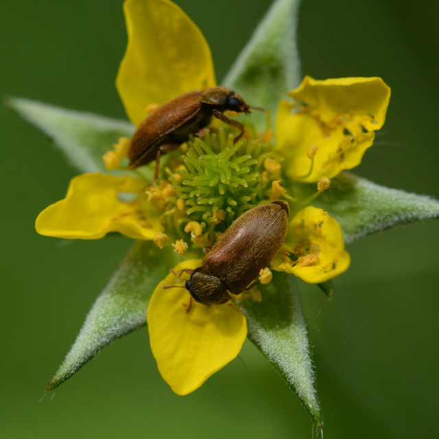 Byturus ochraceus - gyömbérgyökérbogár