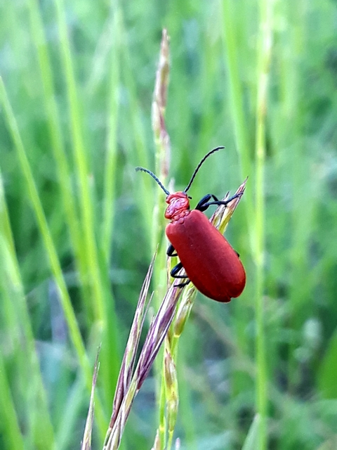 Pyrochroa serraticornis - közép-bíborbogár