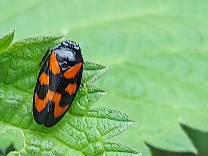 Cercopis vulnerata