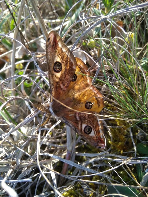 Saturnia pavoniella/pavonia