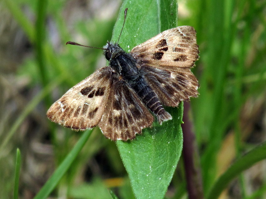 Carcharodus alceae - mályva-busalepke