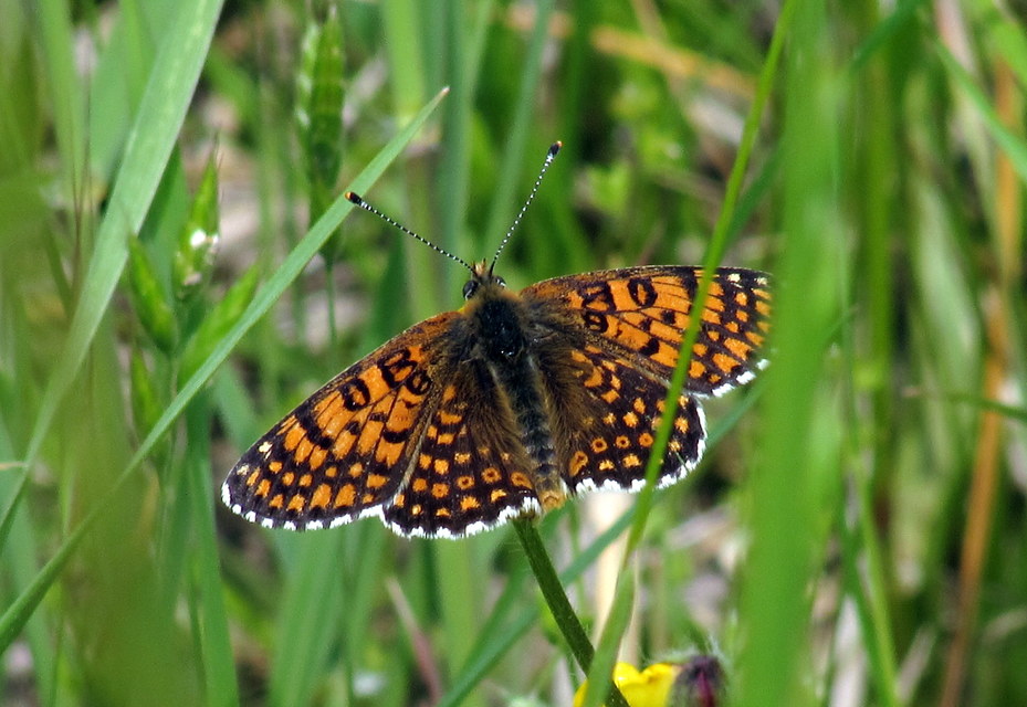 Melitaea cinxia - réti tarkalepke