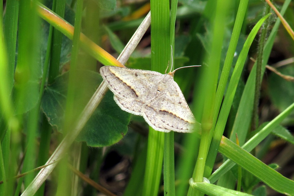 Tephrina arenacearia - lucerna-araszoló