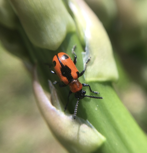 Crioceris quinquepunctata - ötpontos spárgabogár