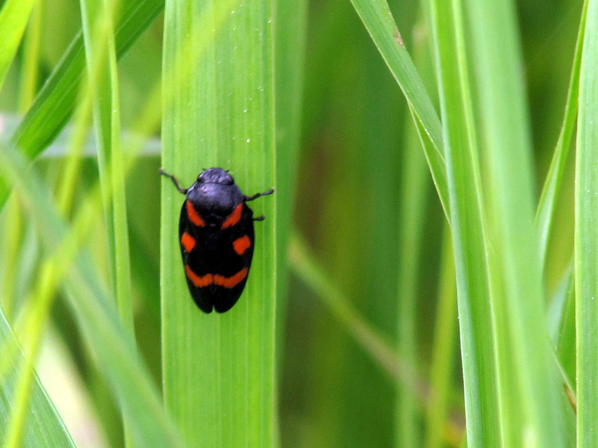 Cercopis