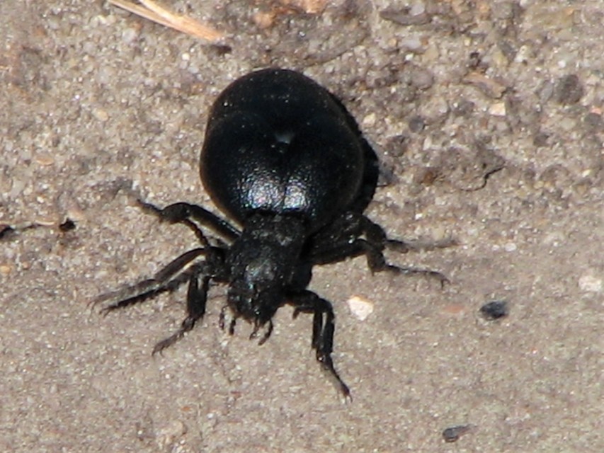 Meloe scabriusculus - érdes nünüke