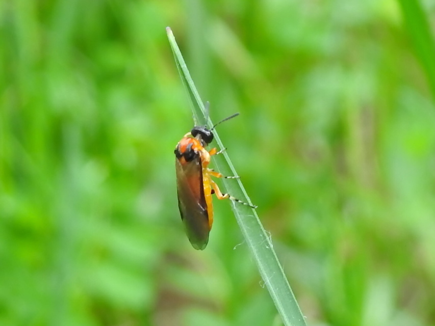 Tenthredinidae - valódi levéldarazsak
