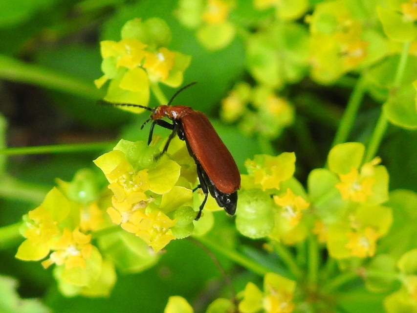 Pyrochroa serraticornis - közép-bíborbogár