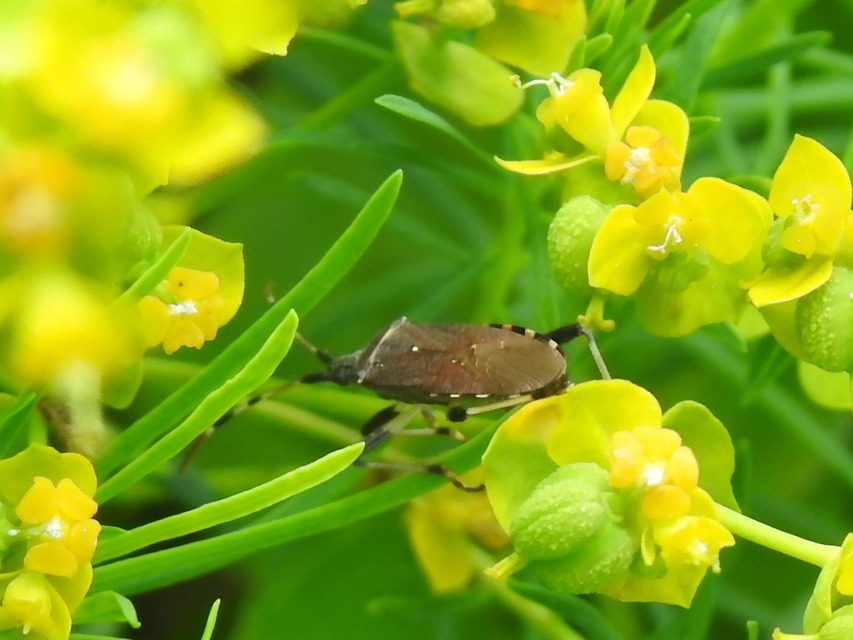 Dicranocephalus albipes - kutyatej-karimáspoloska