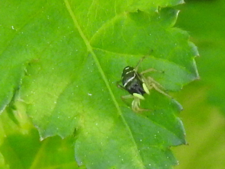 Heliophanus