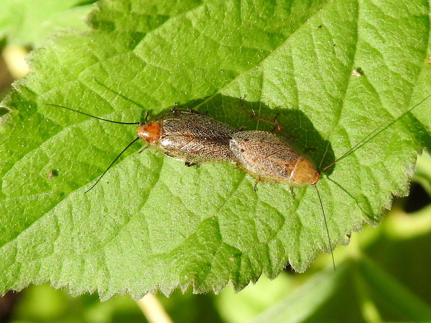 Ectobius erythronotus - sárgatorú erdeicsótány