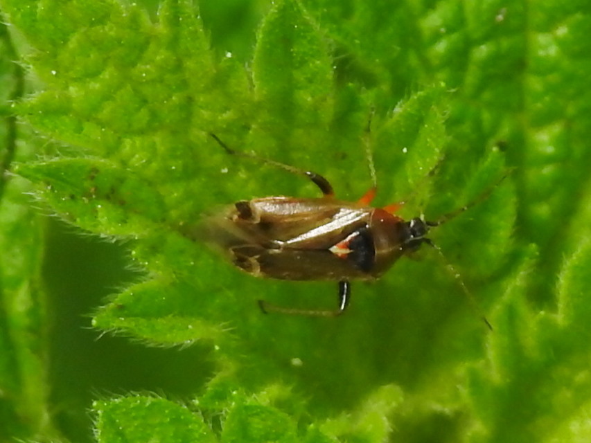 Harpocera
