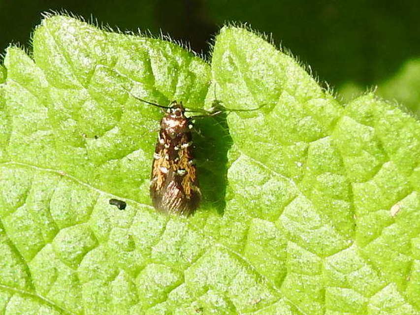 Pancalia