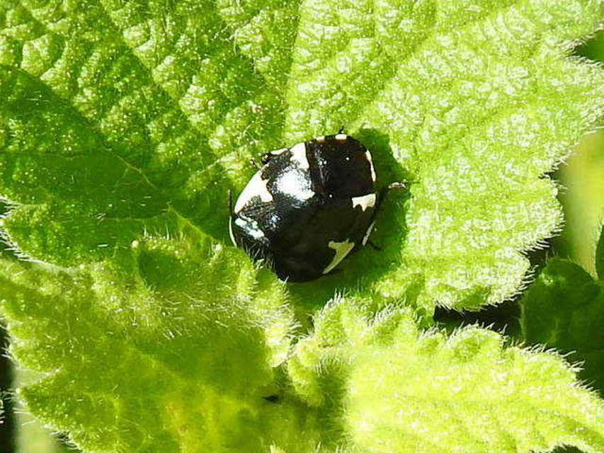 Tritomegas sexmaculatus - hatfoltos földipoloska
