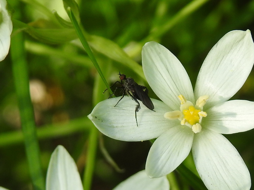 Empididae - táncoslegyek