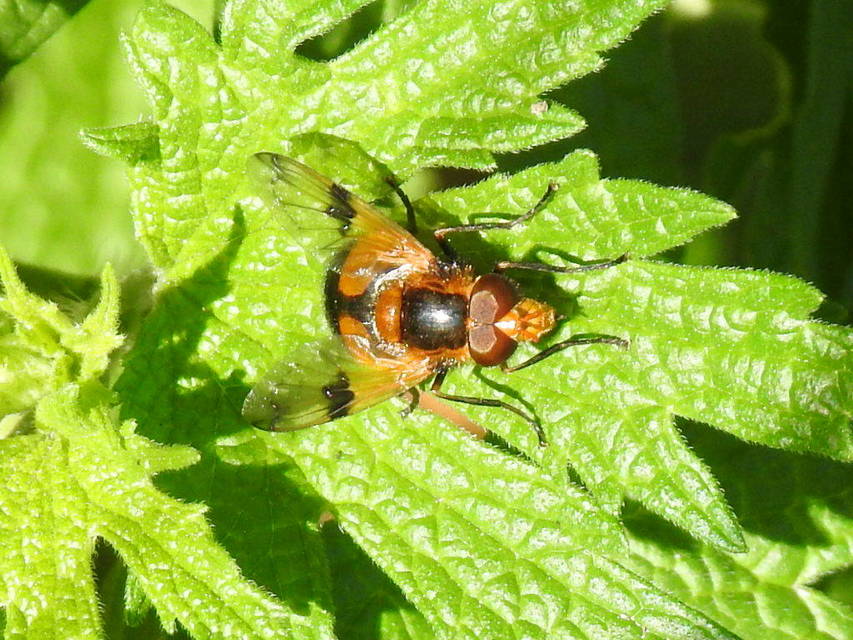 Volucella inflata - kis pihelégy