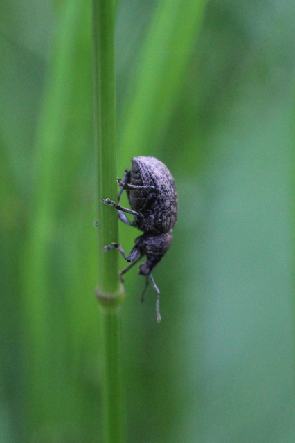 Otiorhynchus ligustici - vincellér-gyalogormányos