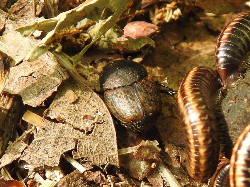 Onthophagus fracticornis - bronzos trágyatúró