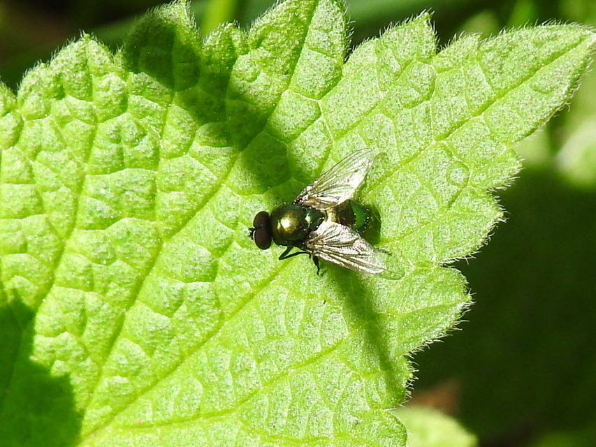 Lucilia
