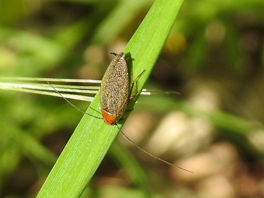 Ectobius erythronotus - sárgatorú erdeicsótány