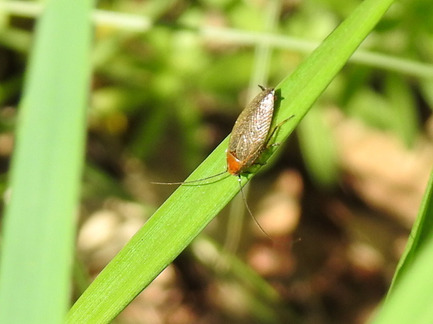 Ectobius erythronotus - sárgatorú erdeicsótány