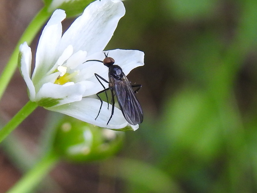 Empididae - táncoslegyek