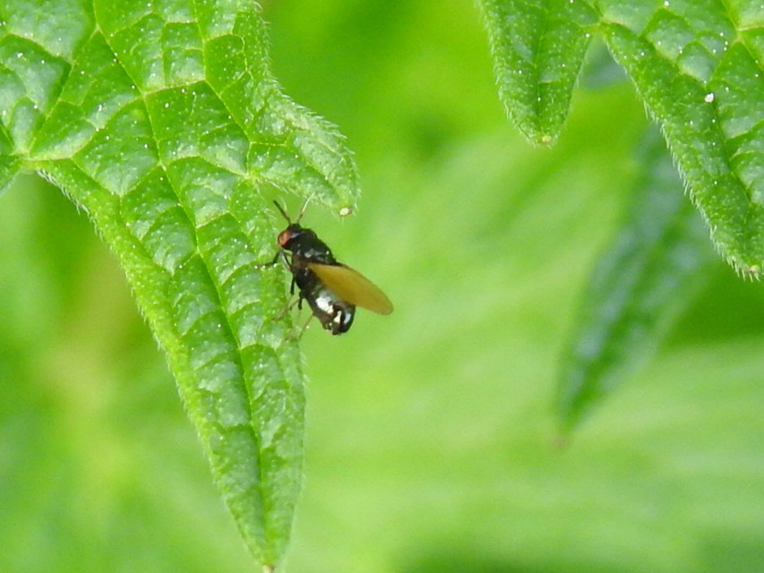 Lauxania minor