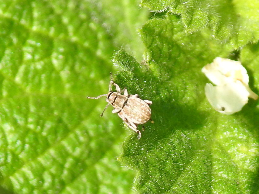 Peritelus familiaris - nagy kendermagbogár