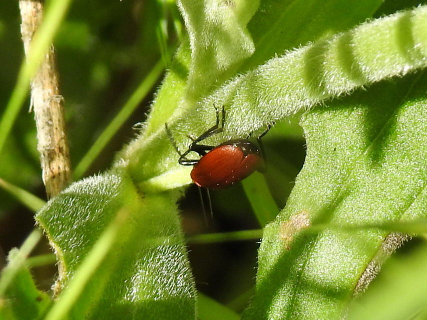 Pyrochroa serraticornis - közép-bíborbogár