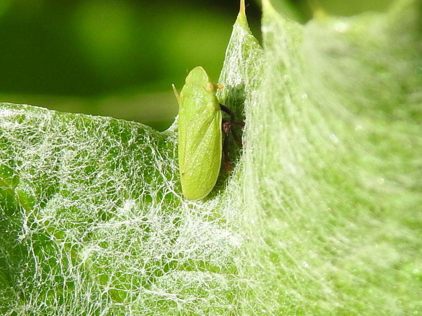 Tettigometra virescens