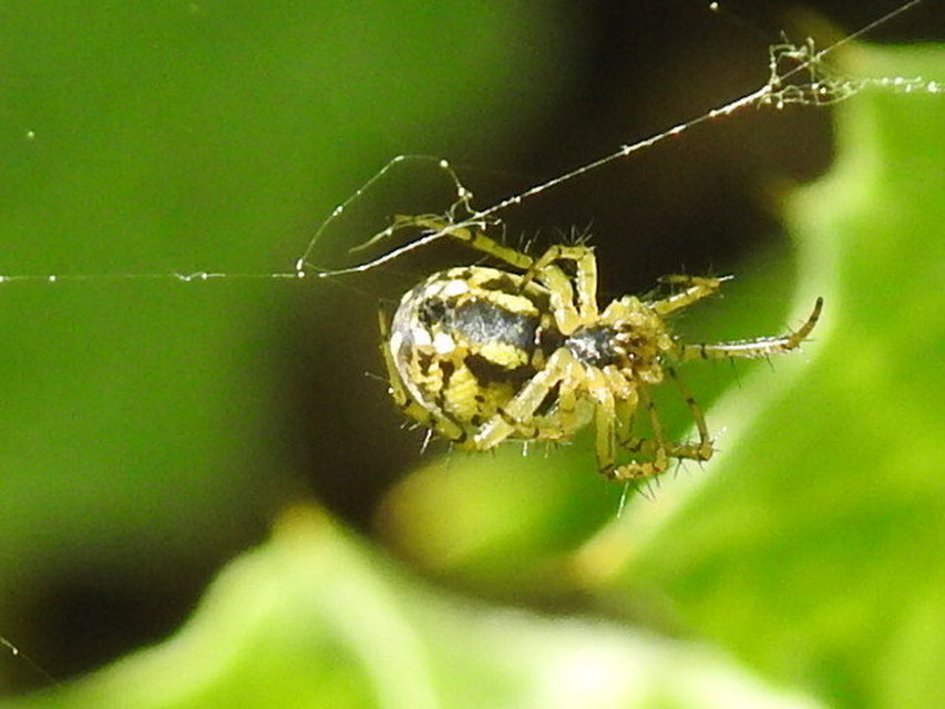 Mangora acalypha - réti keresztespók