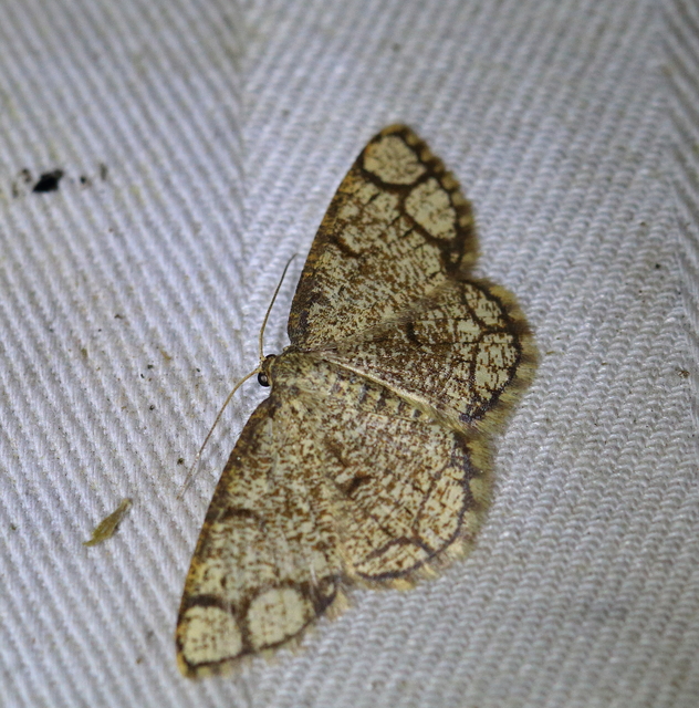 Stegania cararia - gyűrűs nyáraraszoló