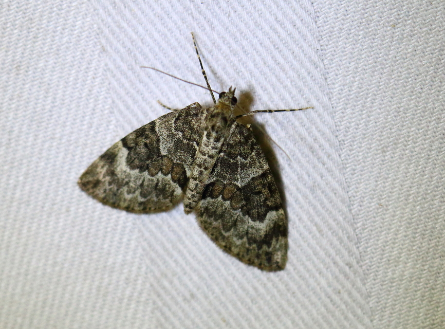 Thera variata/britannica