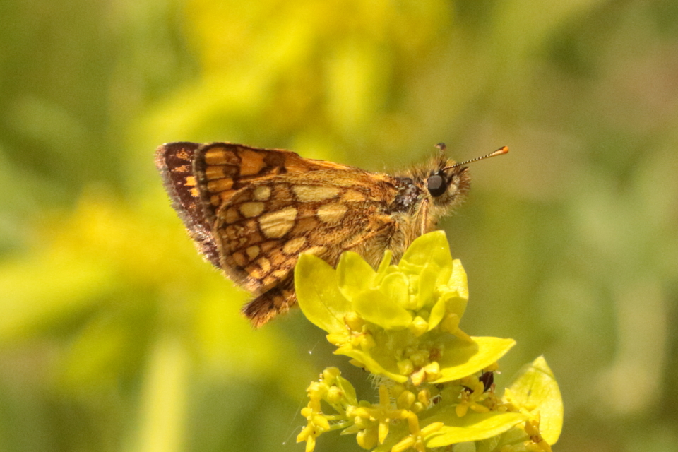 Carterocephalus palaemon - kockás busalepke