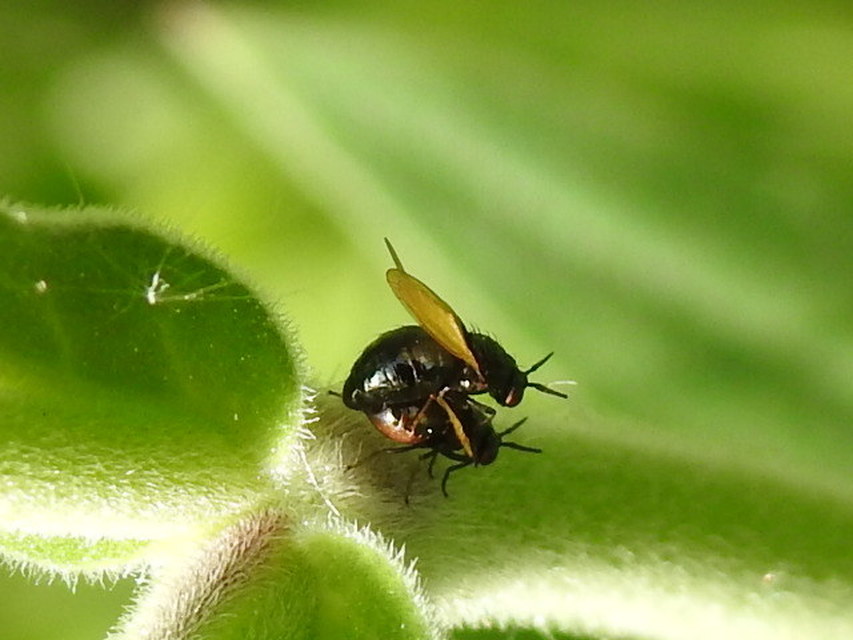 Lauxania minor