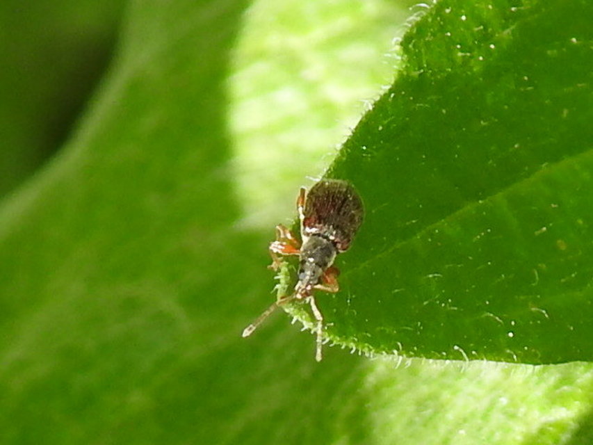Phyllobius oblongus - közönséges levélormányos