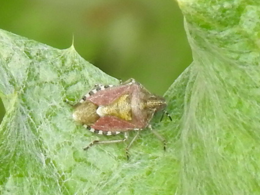 Dolycoris baccarum - közönséges bogyómászó-poloska