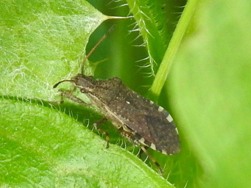 Ceraleptus gracilicornis - tüskéslábú karimáspoloska