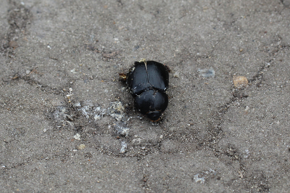 Pentodon idiota - butabogár