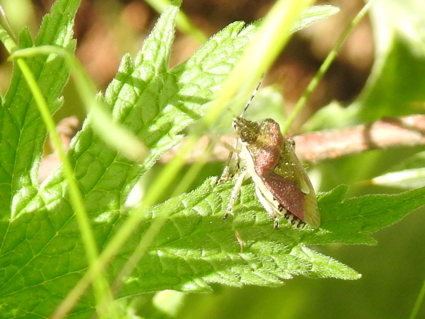 Dolycoris baccarum - közönséges bogyómászó-poloska