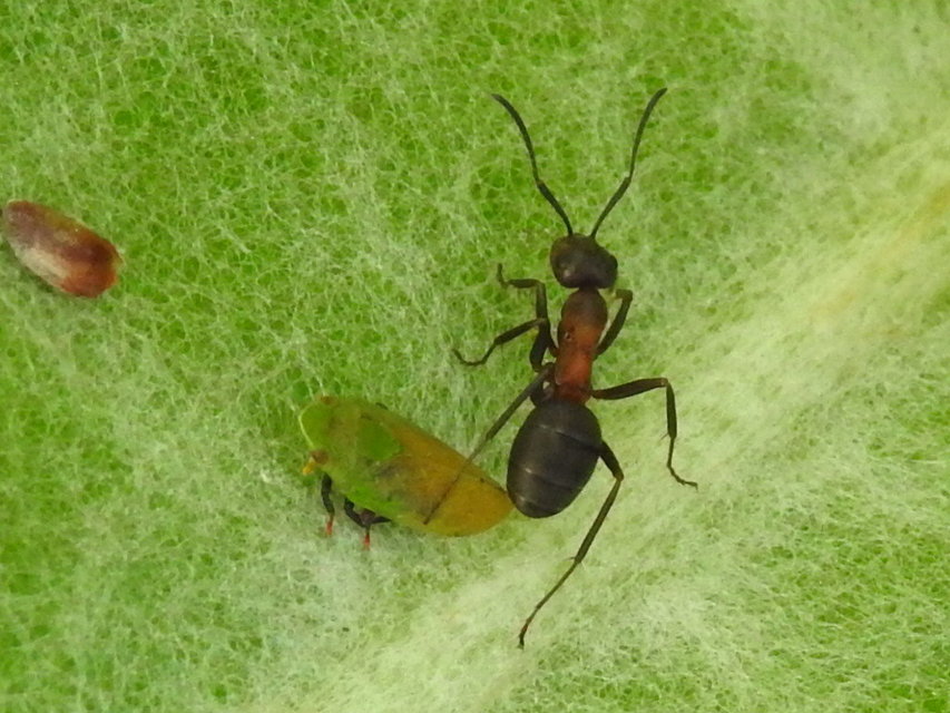 Formica rufibarbis - vörös rabszolgahangya