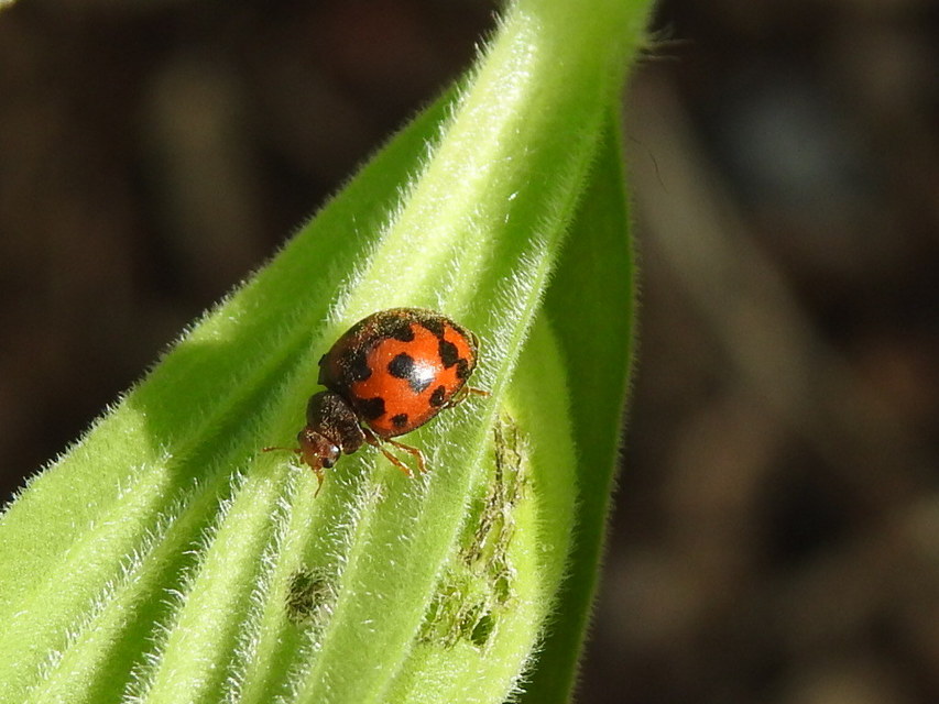 Subcoccinella vigintiquatuorpunctata - lucernaböde